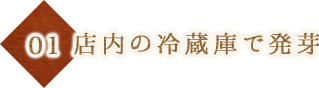 店内の冷蔵庫で発芽